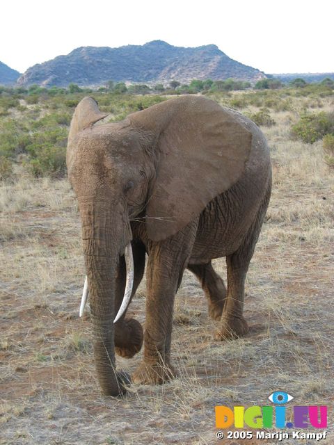 14082 Elephant walking